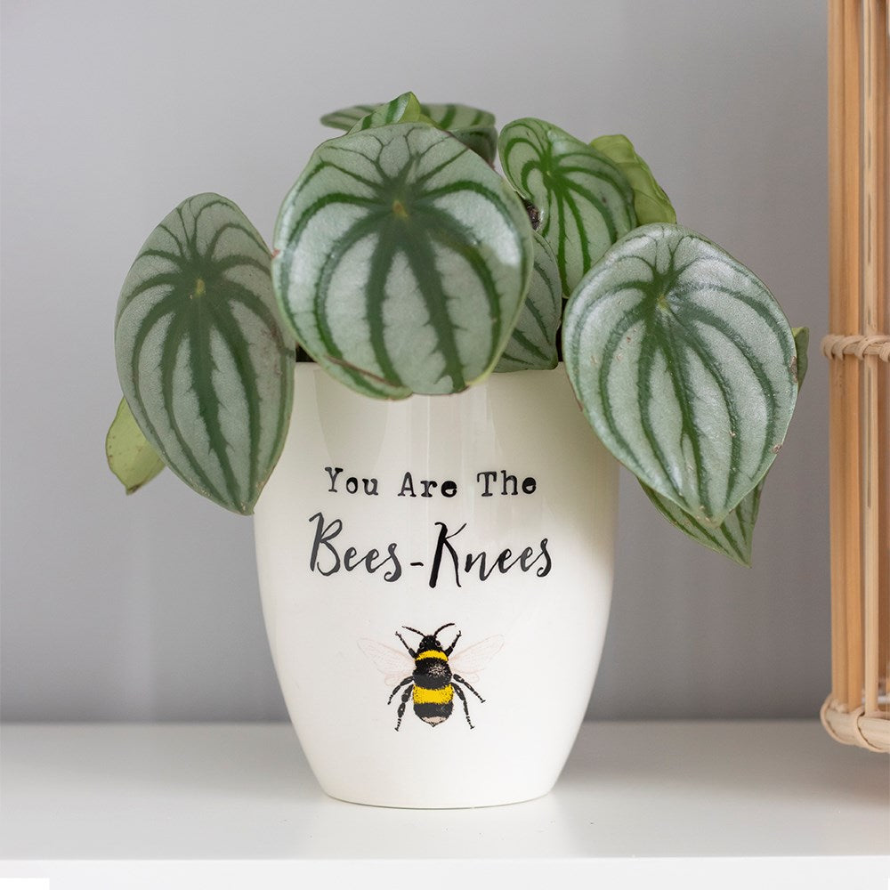 Bee Themed Plant Pots