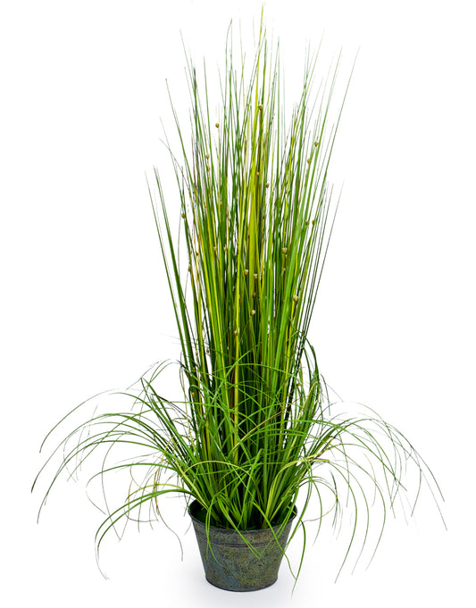 Ornamental Potted Grass - Green Seed