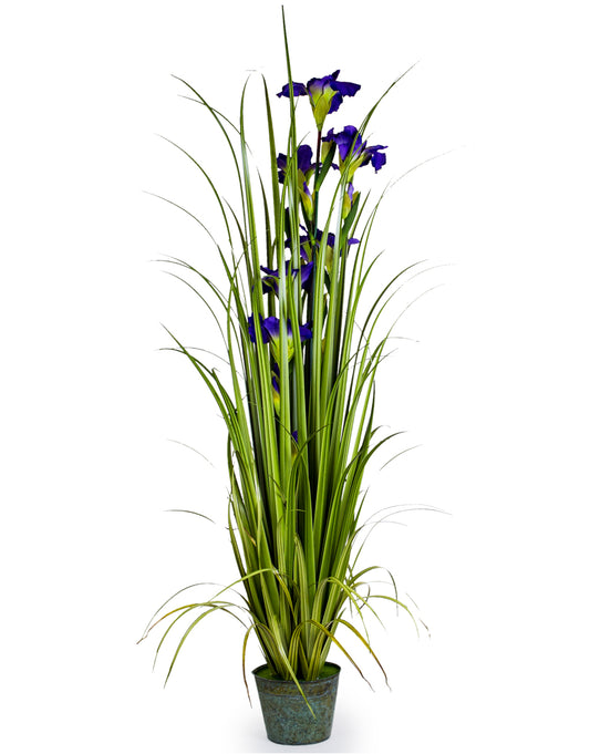 Ornamental Potted Grass - Iris