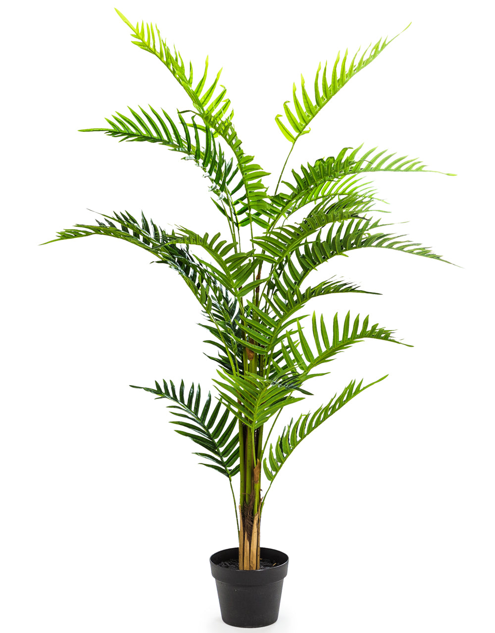 Ornamental Fern Tree