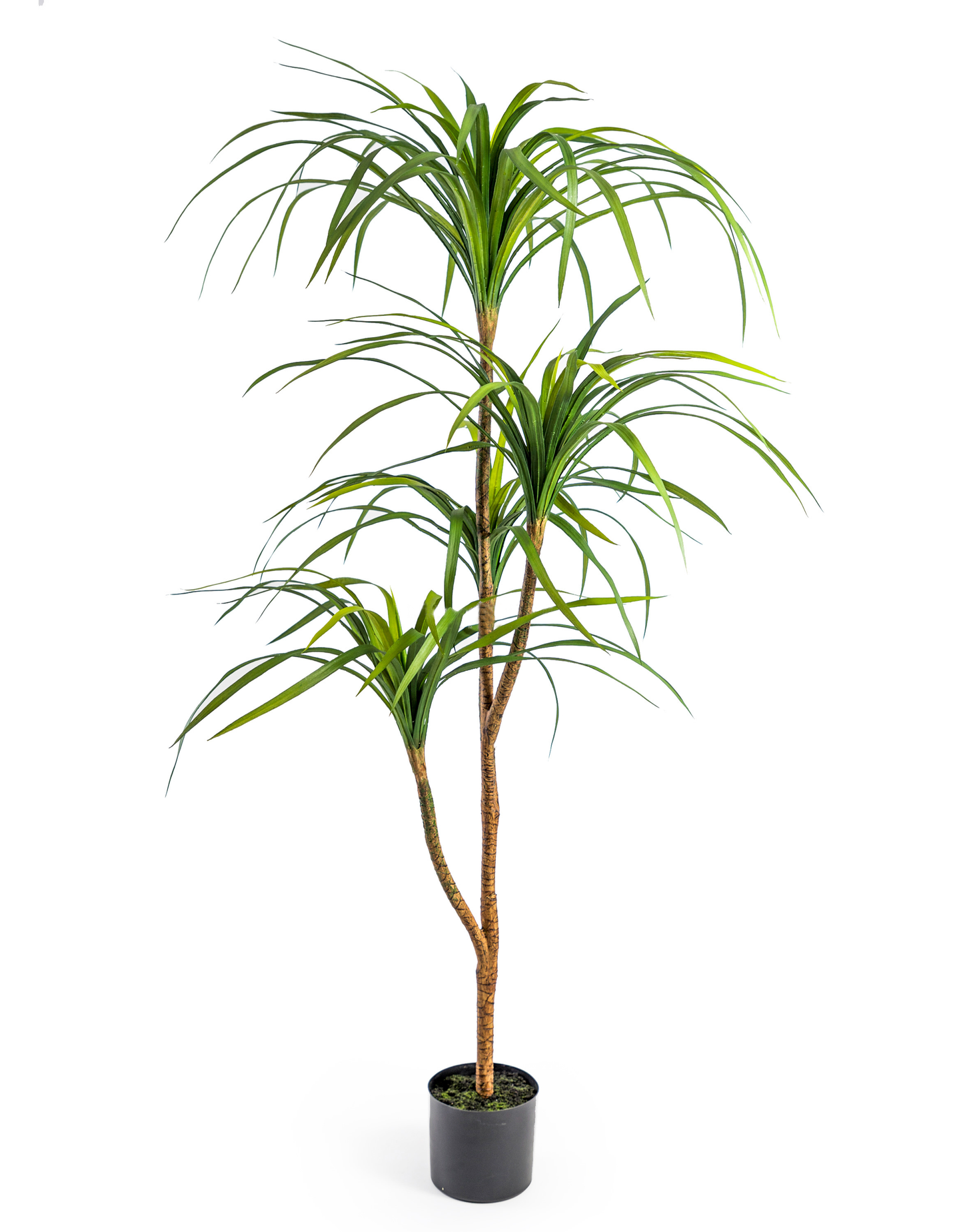 Ornamental Marginata Tree