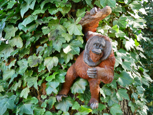 Hanging Orangutan