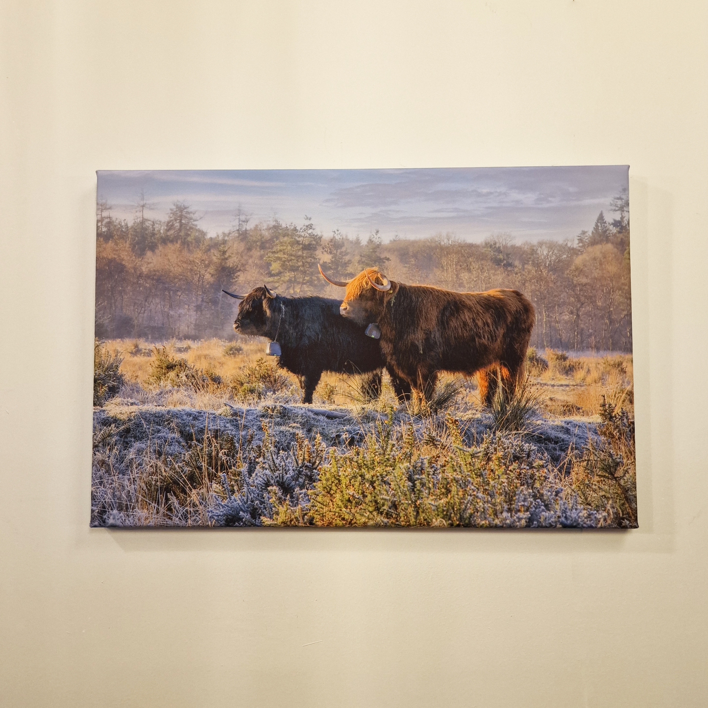 Highland Cattle 18" x 12" canvas