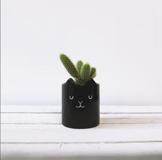 Catcus - Cactus