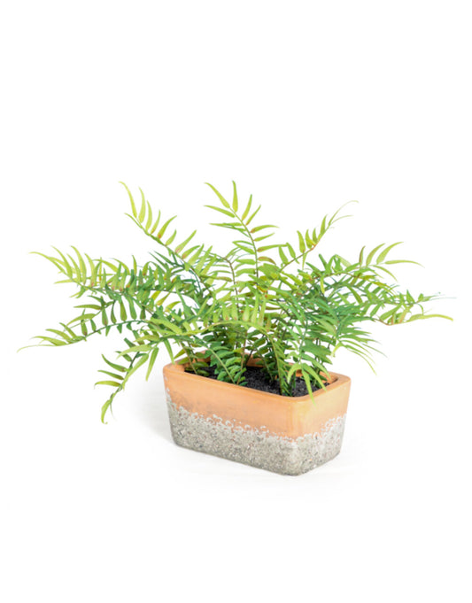 Ornamental Potted Fern (Terracotta Pot)