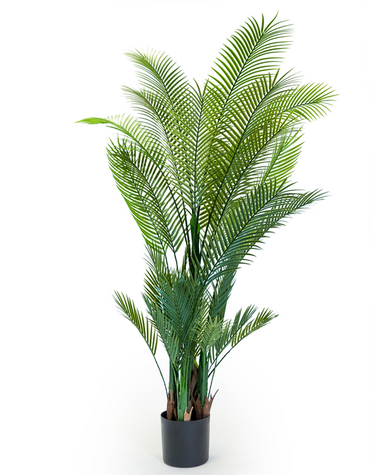 Large Ornamental Palm Tree Black Pot