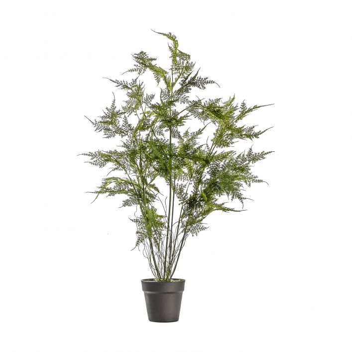 Fern Asparagus Large Plant