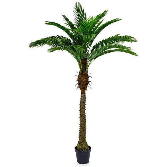 Ornamental Palms - Various Designs